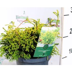   Hinoki álciprus, japán hamisciprus Chamaecyparis obtusa Gitte 25-35 cm