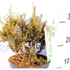 Kőtiszafa Podocarpus Chocolate box 25-35 cm
