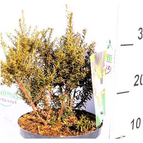 Kőtiszafa Podocarpus Chocolate box 25-35 cm
