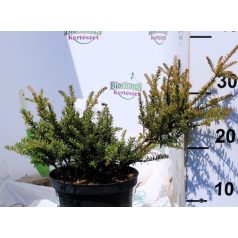 Kőtiszafa Podocarpus Chocolate box 25-35 cm