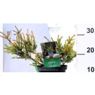 Kőtiszafa Podocarpus Chocolate box 25-35 cm