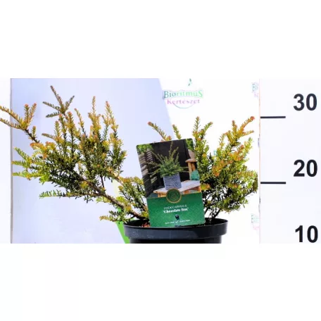 Kőtiszafa Podocarpus Chocolate box 25-35 cm