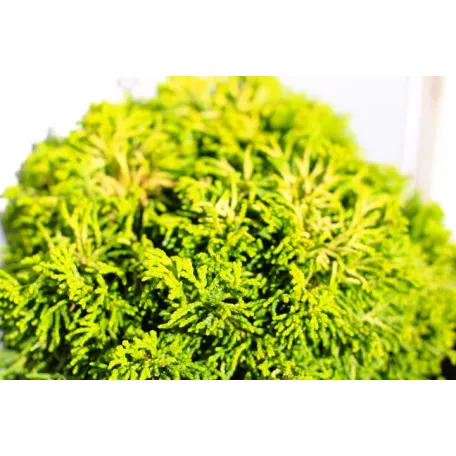 Hinoki álciprus, japán hamisciprus Chamaecyparis obtusa Butterball 25-35 cm