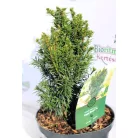 Tiszafa Taxus baccata Funny Jewel 25-35 cm