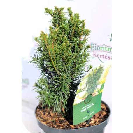Tiszafa Taxus baccata Funny Jewel 25-35 cm