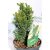 Tiszafa Taxus baccata Funny Jewel 25-35 cm