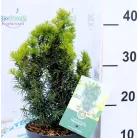 Tiszafa Taxus baccata Funny Jewel 25-35 cm