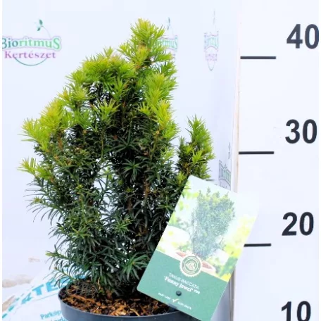 Tiszafa Taxus baccata Funny Jewel 25-35 cm
