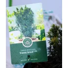 Tiszafa Taxus baccata Funny Jewel 25-35 cm