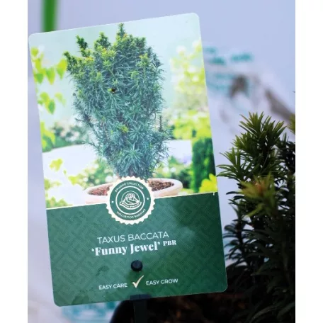 Tiszafa Taxus baccata Funny Jewel 25-35 cm