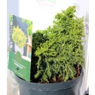 Japán ciprus, szugifenyő Cryptomeria japonica Twinkle Toes 25-35