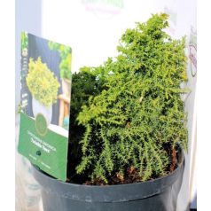   Japán ciprus, szugifenyő Cryptomeria japonica Twinkle Toes 25-35