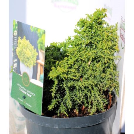Japán ciprus, szugifenyő Cryptomeria japonica Twinkle Toes 25-35