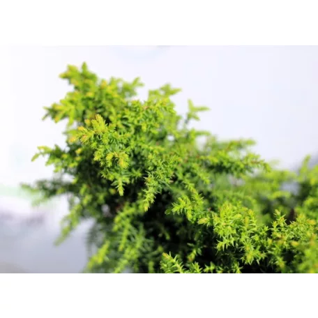 Japán ciprus, szugifenyő Cryptomeria japonica Twinkle Toes 25-35