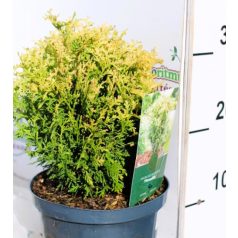 Krémszínű nyugati tuja Thuja occ. Piccadilly 25-35 cm