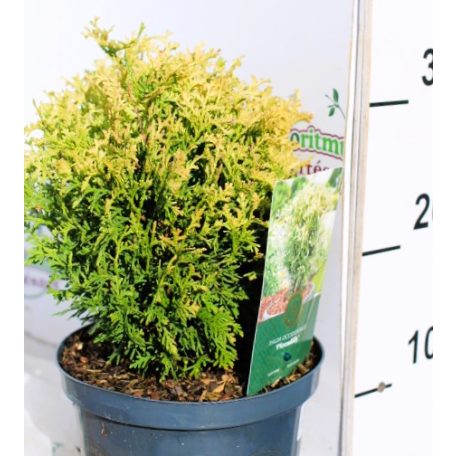 Krémszínű nyugati tuja Thuja occ. Piccadilly 25-35 cm