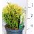 Krémszínű nyugati tuja Thuja occ. Piccadilly 25-35 cm