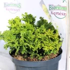 Szavára hamisciprus Chamaecyparis pisifera Golden Pin 25-35