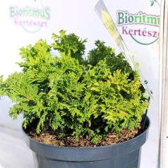 Szavára hamisciprus Chamaecyparis pisifera Golden Pin 25-35
