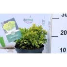 Szavára hamisciprus Chamaecyparis pisifera Golden Pin 25-35