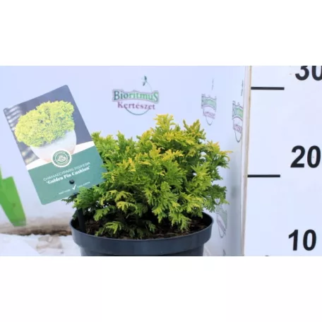 Szavára hamisciprus Chamaecyparis pisifera Golden Pin 25-35