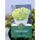 Szavára hamisciprus Chamaecyparis pisifera Golden Pin 25-35