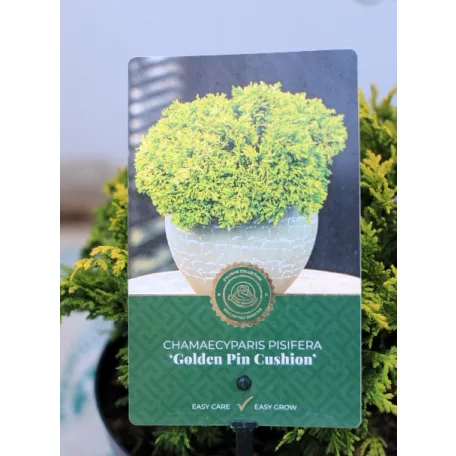 Szavára hamisciprus Chamaecyparis pisifera Golden Pin 25-35