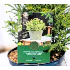 Japán ciprus, szugifenyő Cryptomeria japonica Vilmorin Gold 25-35
