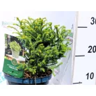 Japán ciprus, szugifenyő Cryptomeria japonica Vilmorin Gold 25-35