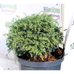 Szavára hamisciprus Chamaecyparis pisifera Cumulus 25-35 cm
