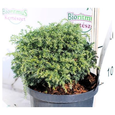 Szavára hamisciprus Chamaecyparis pisifera Cumulus 25-35 cm