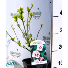 Mályvacserje (Hibiszkusz) Hibiscus Hamabo 35-45 cm