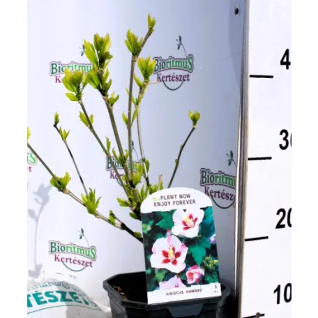 Mályvacserje (Hibiszkusz) Hibiscus Hamabo 35-45 cm