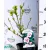 Mályvacserje (Hibiszkusz) Hibiscus Hamabo 35-45 cm