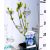 Mályvacserje (Hibiszkusz) Hibiscus Oiseau Blue 35-45 cm