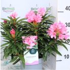 Örökzöld havasszépe Rhododendron Graziella 30-35 cm