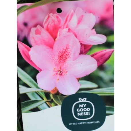 Örökzöld havasszépe Rhododendron Graziella 30-35 cm