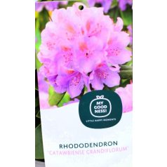   Örökzöld havasszépe Rhododendron Catawbiense Grandiflorum 30
