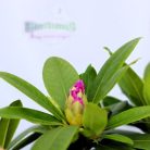 Örökzöld havasszépe Rhododendron Catawbiense Grandiflorum 30