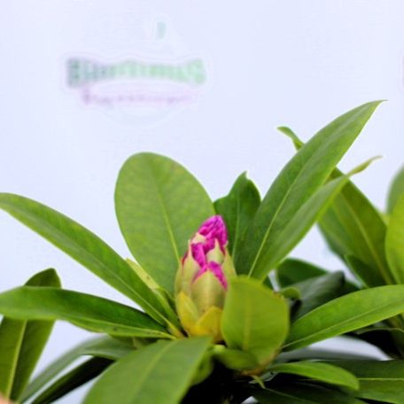 Örökzöld havasszépe Rhododendron Catawbiense Grandiflorum 30