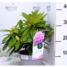 Örökzöld havasszépe Rhododendron Catawbiense Grandiflorum 30
