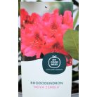 Örökzöld havasszépe sötétpiros Rhododendron Nova Zembla 30-35 cm
