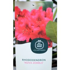   Örökzöld havasszépe sötétpiros Rhododendron Nova Zembla 30-35 cm