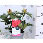 Örökzöld havasszépe sötétpiros Rhododendron Nova Zembla 30-35 cm