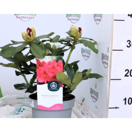 Örökzöld havasszépe sötétpiros Rhododendron Nova Zembla 30-35 cm