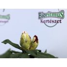 Örökzöld havasszépe sötétpiros Rhododendron Nova Zembla 30-35 cm