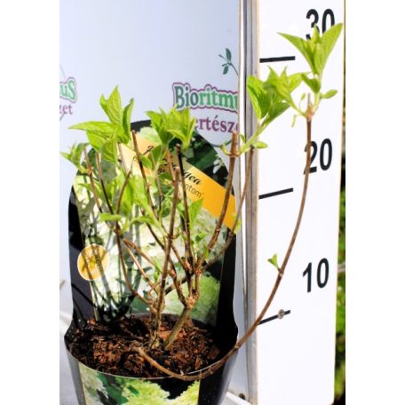 Óriás bugás hortenzia Hydrangea Phantom P12