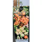 Pisztácia Kerman termős KISS