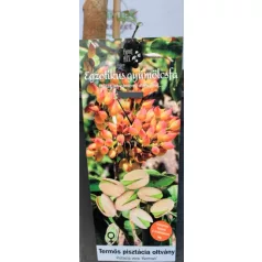 Pisztácia Kerman termős KISS