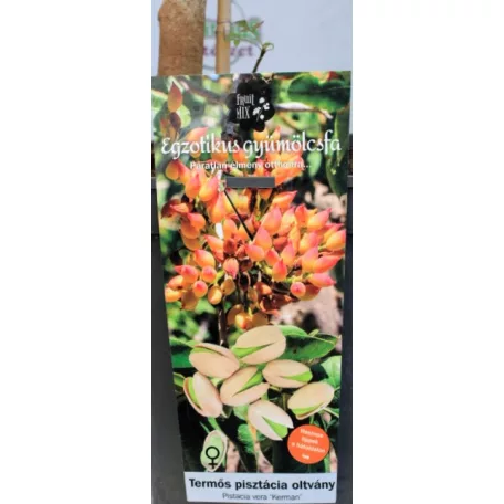 Pisztácia Kerman termős KISS